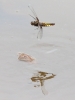 J16_2067 Libellula depressa fem ovip